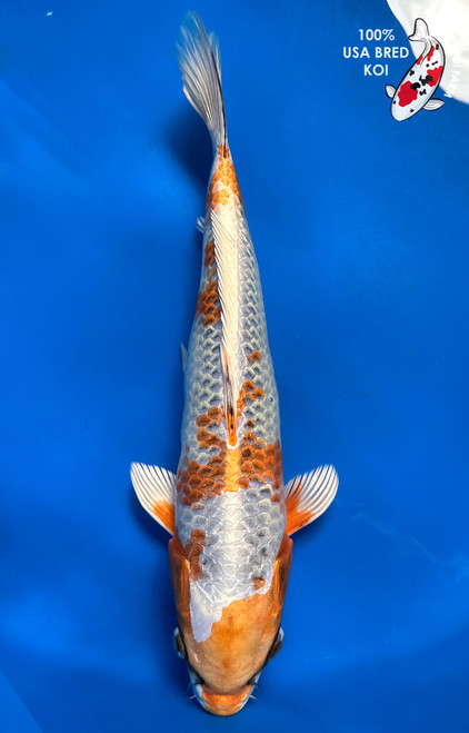 Shop Koi Varieties | Find Japanese Koi by Type | Kloubec Koi Farm