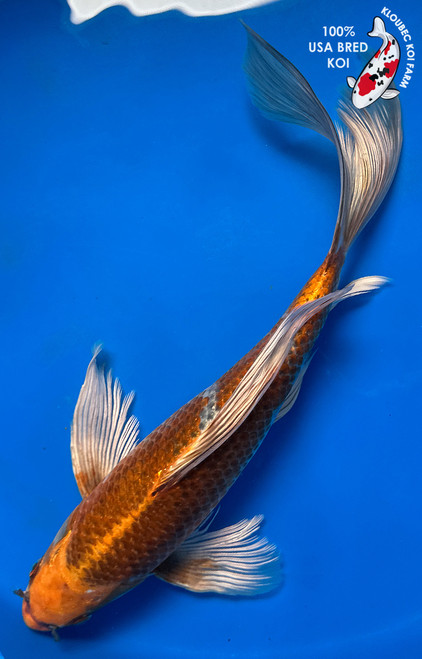 14" "Solstice" Kujaku Butterfly Koi #J6526(Q10)