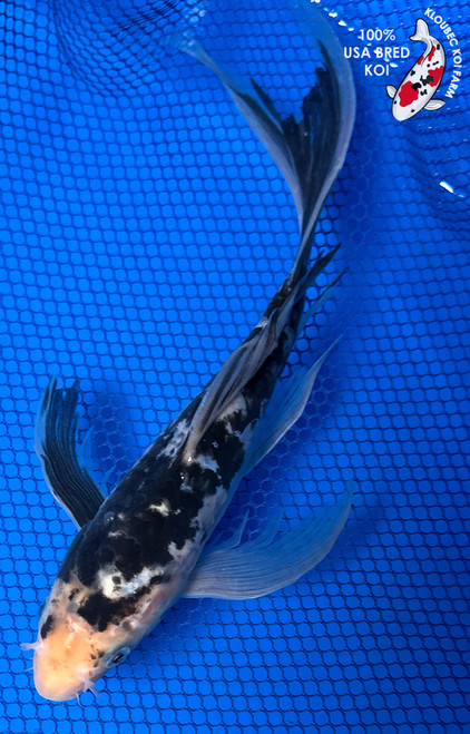 9" "Blackjack" Kumonryu Butterfly Koi #J6530(P2)