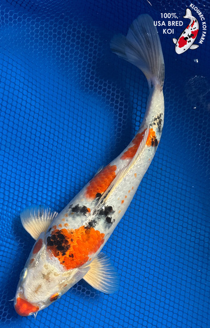 11" "Clementine" Yamato Nishiki Koi #J6532(P1)