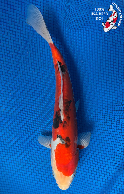 11.5" "Ember" Beni Kumonryu Koi #J6533(P1)