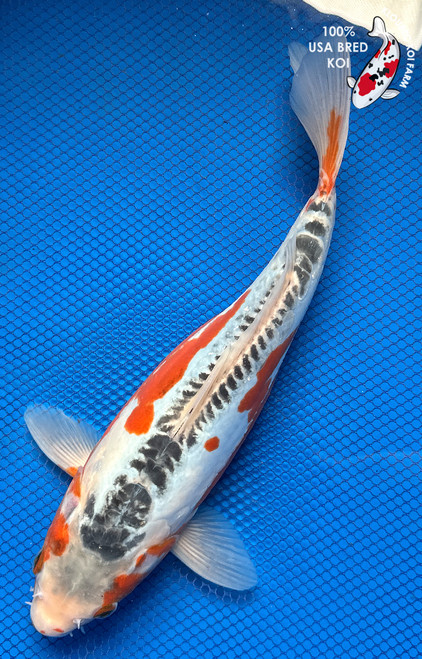 12" "Kai" Shusui Koi #J6536(Q10)