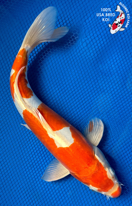 12" "Juliet" Doitsu Kohaku Koi #J6538(Q10)