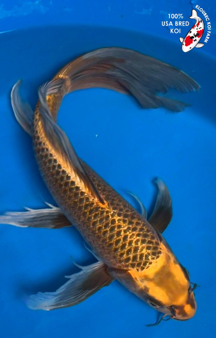 16" Matsuba Butterfly Koi #K6144(P6)