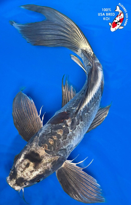 15" Kawarigoi Butterfly Koi #K6145(P5)