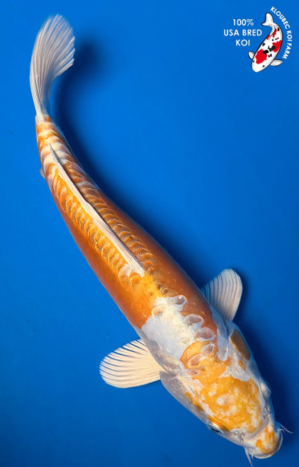 11.5" Doitsu Lemon Hariwake Koi #K61467(P5)