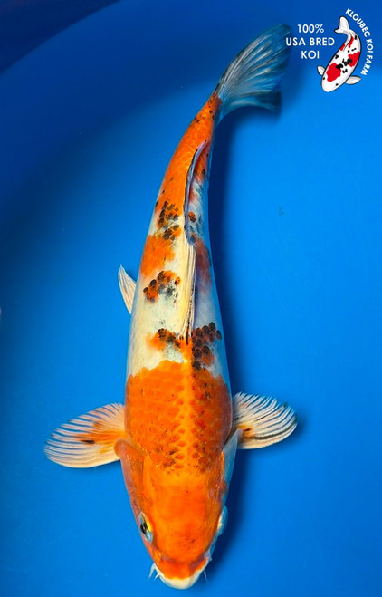 11.5" Yamato Nishiki Koi #K61468(P5)