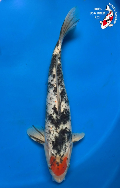 12.5" "Sweetheart" Tancho Sanke Koi #K61469(P5)
