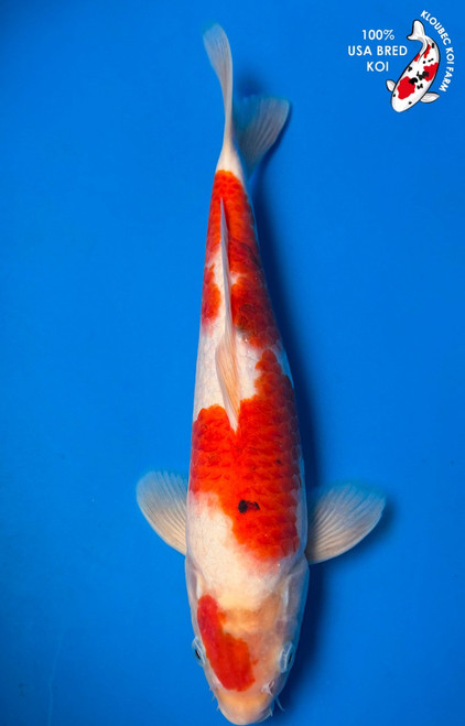 13" Goromo Koi #K614610(P5)