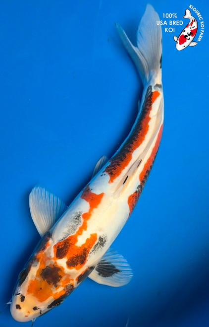 13" Beni Kumonryu Koi #B614615(P3)