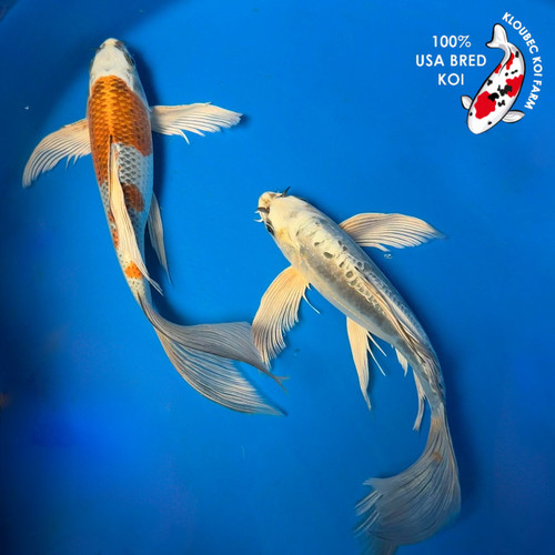 (2) 10" "Samson & Delilah" Butterfly Koi Couple #B614617(P8)