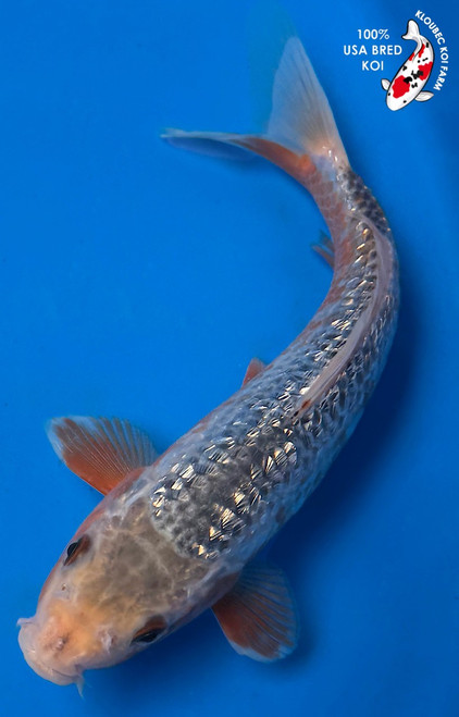 8" "Razzle Dazzle" Gin Rin Asagi Koi #B614618(P8)