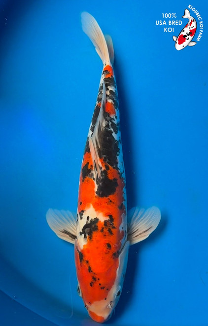 13" Doitsu Sanke Koi #K61419(P3)