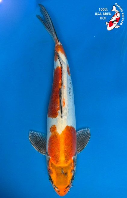 Koi Fish for Sale | Japanese Koi Varieties Online | Kloubec Koi