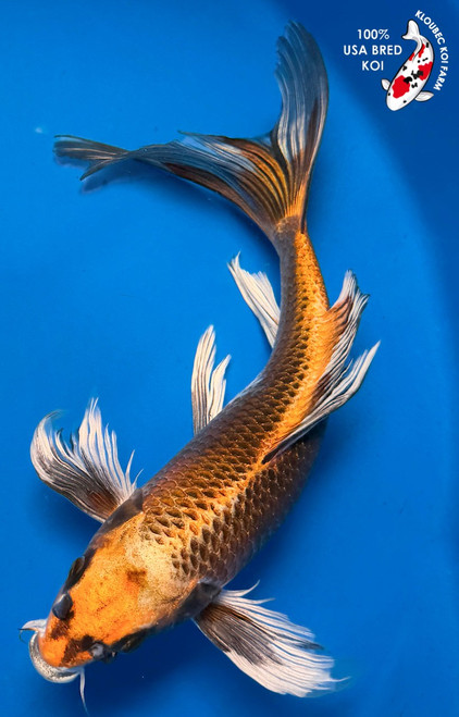 12" Matsuba Butterfly Koi #K61421(P4)