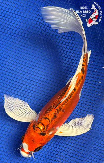 9.5" "Foxy" Doitsu Kujaku Butterfly Koi #J6121(P14)