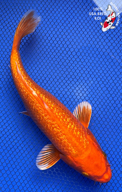 8" "Tango" Gin Rin Orenji Ogon Koi #J6122(P14)