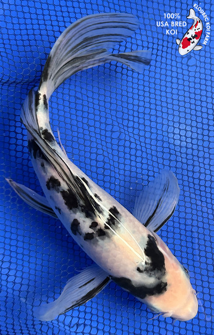 10" "Panda" Shiro Utsuri Butterfly Koi #J6124(P14)