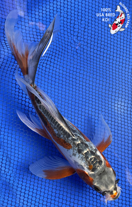 9" Midnight Shusui Butterfly Koi #J6125(P14)