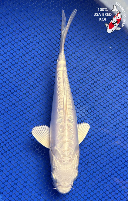 8" "Luna" Doitsu Platinum Ogon Koi #J6126(P14)