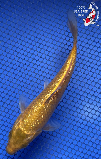 5.5" "Peanut" Gin Rin Chagoi Koi #J61212(P13)