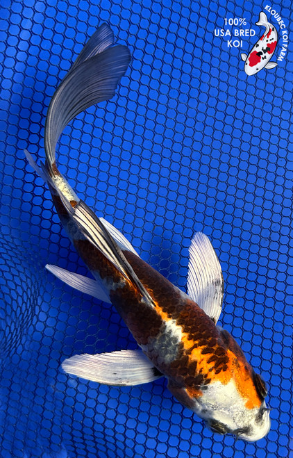 7.5" "Monarch" Kujaku Butterfly Koi #J61213(P13)
