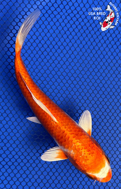 7" "Mandarin" Hariwake Koi #J61214(P13)