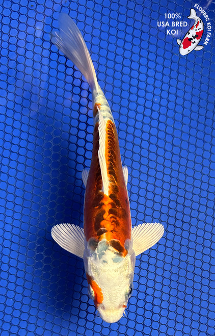 5.5" "Spot" Doitsu Kujaku Koi #J61217(P13)