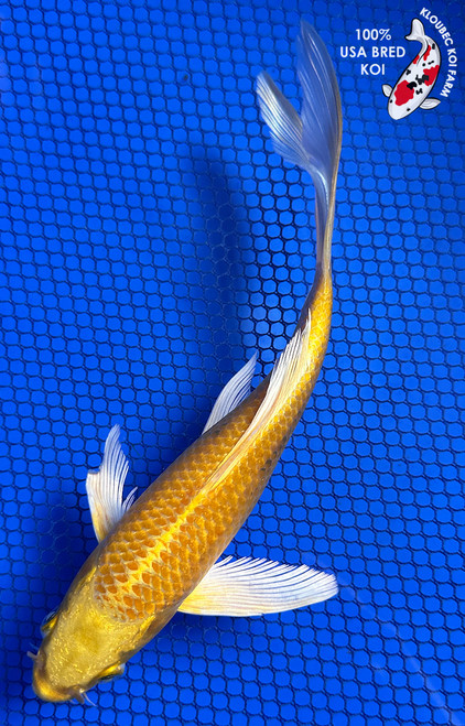 7.5" "Honey" Yamabuki Ogon Butterfly Koi #J61220(P12)