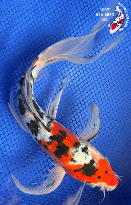 Shop Koi by Color | Patterned & Single-Color Koi Varieties