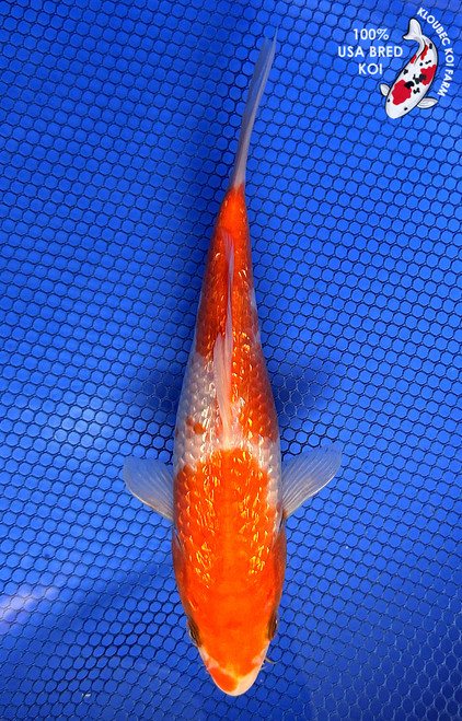 7.5" "Sparkle" Gin Rin Kohaku Koi #J61228(P14)