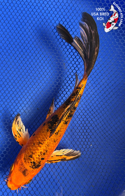 8" "Topaz" Hikari Butterfly Koi #J61230(P14)
