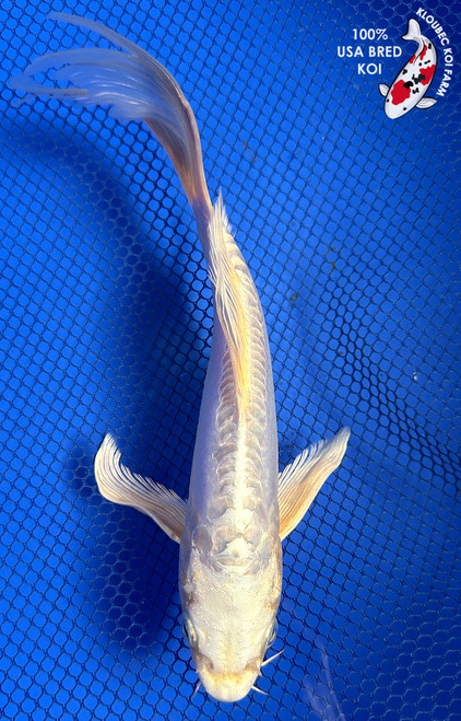 10" Doitsu Platinum Ogon Butterfly Koi #J61231(P14)