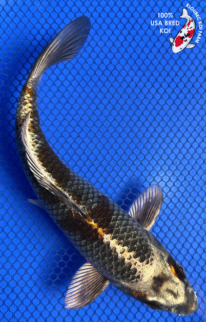 8" "Bronzeleaf" Metallic Ochiba Koi #J61232(P14)