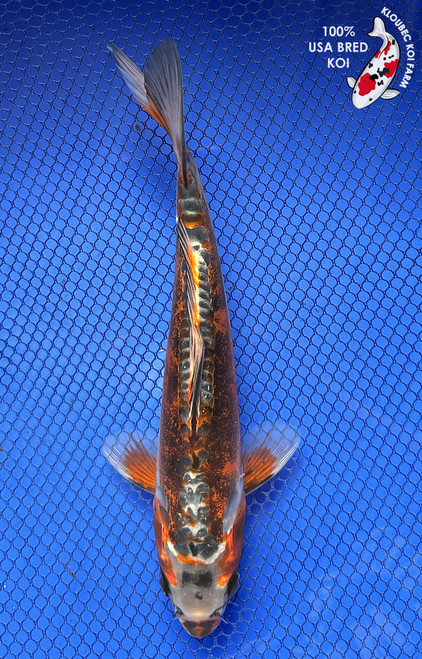 Shop Koi Varieties | Find Japanese Koi by Type | Kloubec Koi Farm