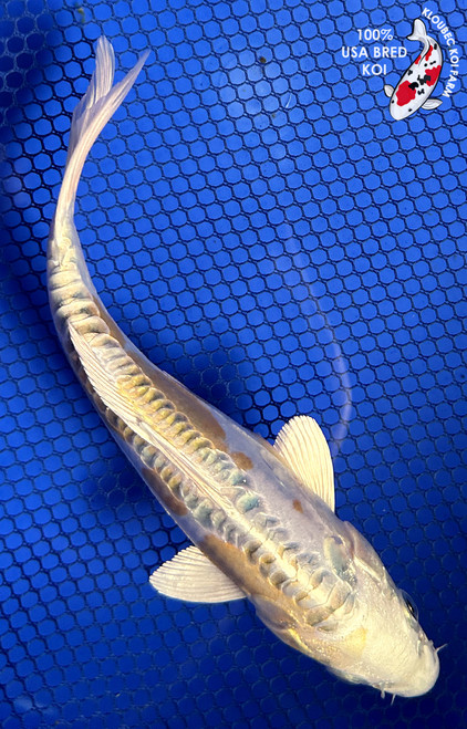 8" "Daisy" Doitsu Lemon Hariwake Koi #J61237(P13)