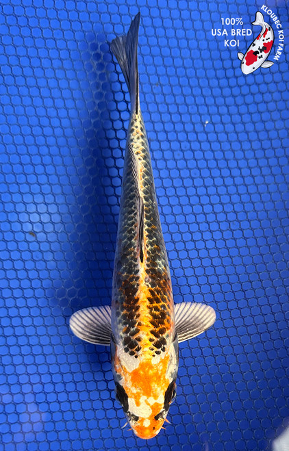 6.5" "Spice" Kujaku Koi #J61240(P13)