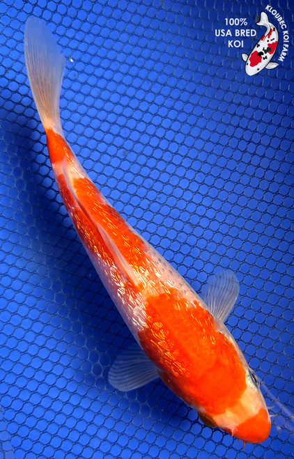 こはくページ Kohaku Koi for Sale | Classic Red & White Koi Varieties | Kloubec