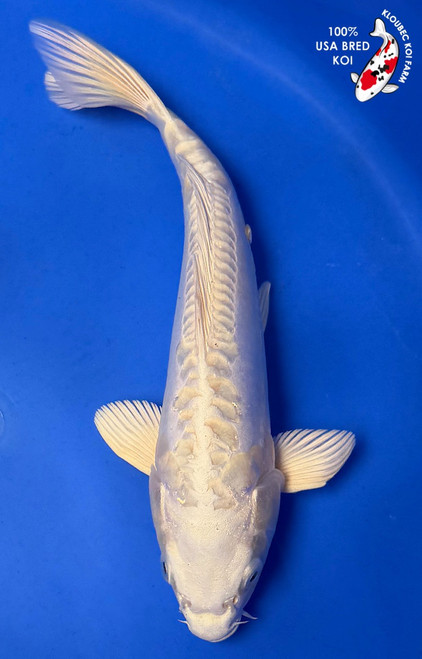9" Platinum Koi #K6231(Q2)