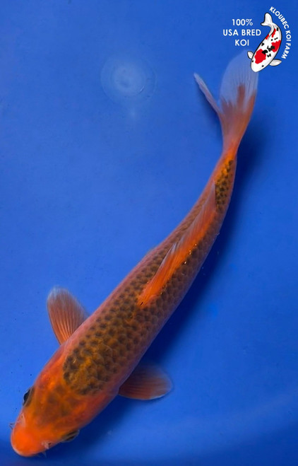 8" Aka Matsuba Koi #K6238(S6)