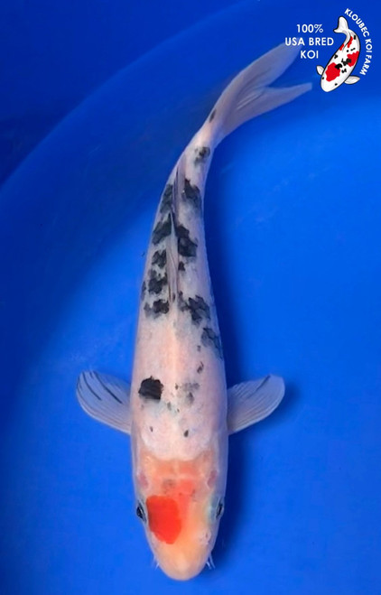 8" Tancho Sanke Koi #K6239(S6)