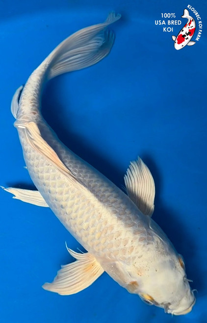 14" Ogon Butterfly Koi #K62313(Q8)