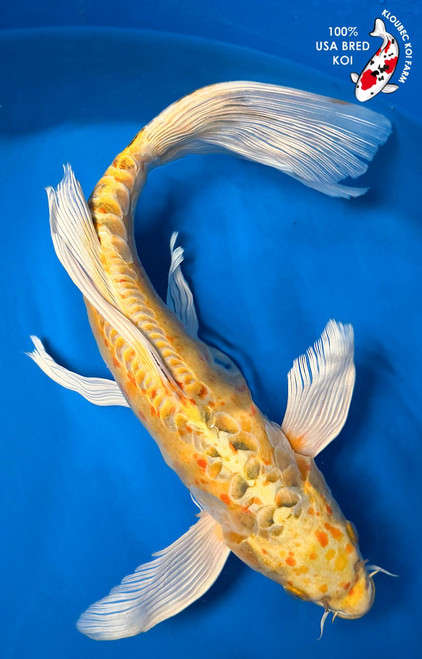 14.5" "Funfetti" Doitsu Ogon Butterfly Koi #K62314(Q8)