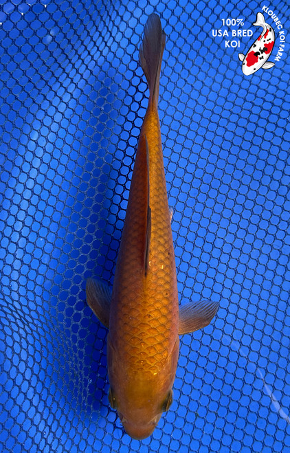 6.5" "Hazel" Chagoi Koi #J6253(X42)