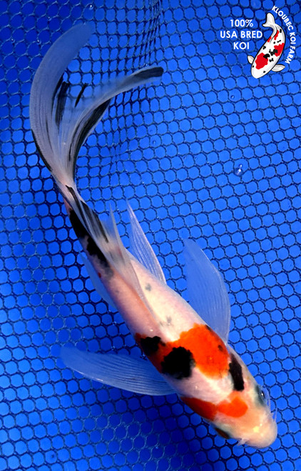 6" "Jelly Bean" Sanke Butterfly Koi #J2546(X42)