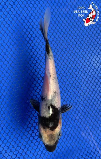 5.5" "Panda" Shiro Utsuri Koi #J6255(X42)