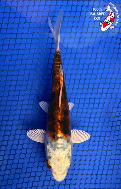 5.5" "Rusty" Beni Kikokuryu Koi #J6256(X42)