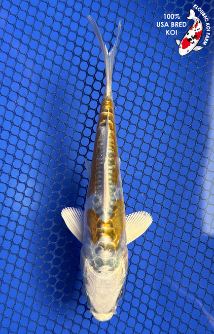 5.5" "Lumi" Doitsu Yamabuki Hariwake Koi #J6257(X42)