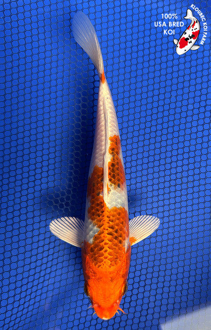 7.5" Kujaku Koi #J6259(X41)