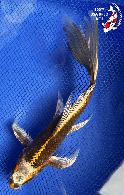 9.5" "Gold Dust" Metallic Matsuba Butterfly Koi #J62512(X41)